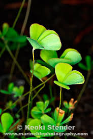 Image result for Marsilea vera