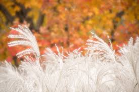 ﻿ mccrory gardens has over 25 acres of formal display gardens featuring hundreds of different flowers, trees, shrubs and grasses in harmonious. Favorite Pictures Of Mccrory Gardens In Brookings South Dakota Franklin Arts