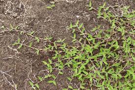 Image result for Urochloa umbellata