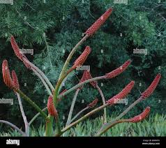 Image result for Aloe excelsa