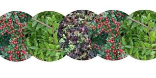 Plantes couvre sol a croissance rapide dans le jardin moderne. Kit Couvre Sols Classiques Et Persistants Vente En Ligne De Plants De Kit Couvre Sols Classiques Et Persistants Pas Cher Leaderplant