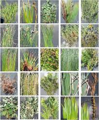 Image result for Juncus lomatophyllus