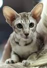 Oriental Shorthair Kittens For Sale