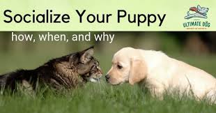 The video begins with an introduction to explain the method. Puppy Socialization How To Prepare Your Pup For Adult Life Ultimate Dog