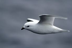 Australian Birds In Flight Images Snow Petrel Snow Petrel Pagodroma Nivea A Bird In Flight Bird Birds In Flight Sea Birds