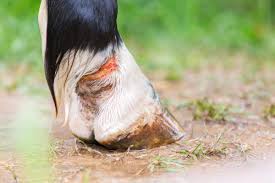 pin on horses