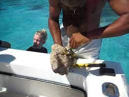Maybe you would like to learn more about one of these? Captain Chris Opening A Conch Shell In Grand Cayman Youtube