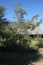 Image result for Terminalia sericea