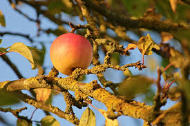 Sudden death typically occurs during summer when. Apple Tree Branches Free Photo On Pixabay