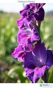 Gladiolus Photos Gladiolus Gladiolus Flower Summer Flowering Bulbs