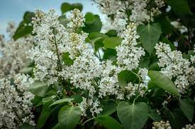 Planta liliacea de jardin de flores grandes y hermosas azucenas. Planta Liliacea De Jardin De Flores Blancas Y Hermosas