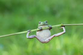 Dumpy Frogs Chameleon Pet Cute Frogs Wild Animals Photography