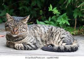 A Lazy Brown Striped Cat Laying Down On The Road Canstock