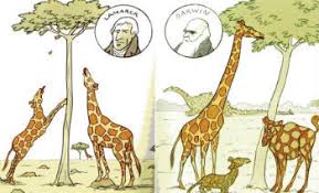 teoria da evolucao toda materia