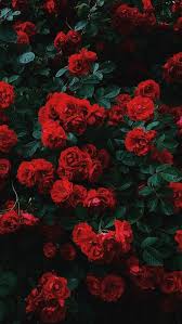  Pin Oleh Andrea Nayeli Di Foto Abstrak Wallpaper Mawar Merah Wallpaper Mawar Wallpaper Merah