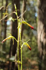 Image result for Cryptolepis obtusa