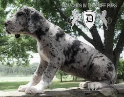 The care and conditions of our dogs are paramount to us. 100 European Great Dane Puppies With The Very Best Bloodlines For Sale In Aline Georgia Classified Americanlisted Com