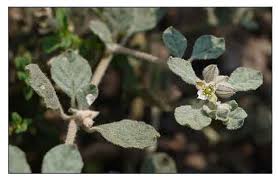 Image result for Glinus lotoides