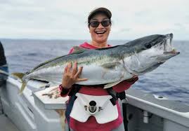 Kingfish Yellowtail Seriola Lalandi How To Catch Yellowtail Kingfish