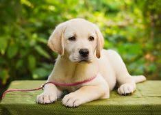 Maybe you would like to learn more about one of these? 68 Best Small Breed Puppies For Sale Near Me Ideas Puppies Dogs Cute Dogs