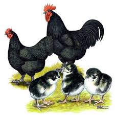 Black Australorp Chicken Egg Color Where To Buy Egg Cartons Efowl Australorp Chicken Black Australorp Chickens For Sale