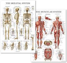 A 3d model collection of human bone and muscle structure. Amazon Com Palace Learning Muscular Skeletal System Anatomical Poster Set Laminated 2 Chart Set Human Skeleton Muscle Anatomy Double Sided 18 X 27 Home Kitchen