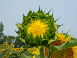 Since the soil compaction is strongly shoot growth traits of all stages were computed in equation 1 and 2; Nuseed U S And Canada On Twitter It S Useful In Some Cases Necessary To Understand The Different Growth Stages Of Sunflowers When Making In Season Crop Protection And Harvest Decisions To Learn More And