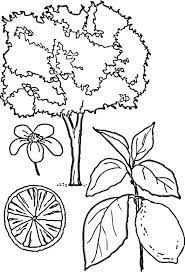 Jan 08, 2020 · printable coloring pages are provided here for three reasons: Lemon Tree Coloring Page Coloring Sky Tree Coloring Page Coloring Pages Lemon Coloring Page