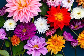 FYJA Polanco en Flores, todo lo que debes saber | Architectural Digest