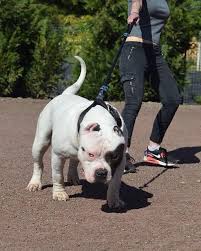 Black And White Pitbull Dog Price Havok Chiot Puppy Puppies American Bully Giant Xl Xxl Bully Pitbull A Vendre For Sale France Belgique Kennel Elevage American Bully Pitbulls Bully Dog For Sale