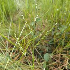 Image result for Acroceras zizanioides