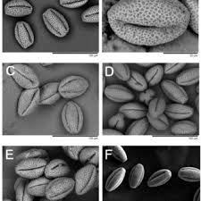 Image result for Tragia grandistipularis