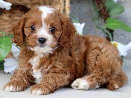 Check spelling or type a new query. Houston Cavapoo Puppy For Sale Keystone Puppies