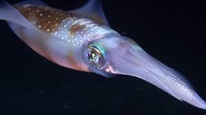 Chimaerus tier 16 integrated transport. Kalmar Pazifik Unterwasseraufnahme Rm Video 878 078 124 In Hd Framepool Stock Footage