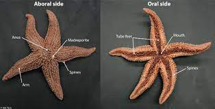 Sea Star Dissection Oral And Aboral Sides Sea Star Stars Sea