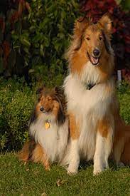 Hence, a yard is required to keep this hyperactive designer dog breed satisfied and healthy. Shetland Sheepdog Wikipedia