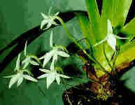 Image result for Jumellea usambarensis