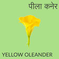 Yellow Oleander Flower Flowers Name In Hindi Flowers Name In English Flower Names