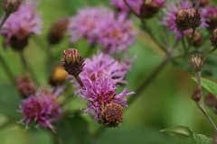Image result for Vernonia glabra