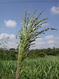 Image result for Panicum maximum