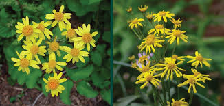 Image result for Nicolasia nitens