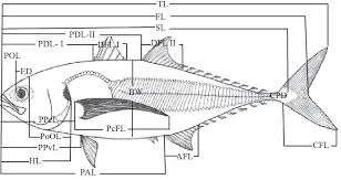 Image result for Cordyla