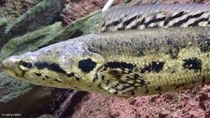 Image result for Amphicarpaea africana