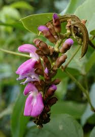 Image result for Canavalia africana