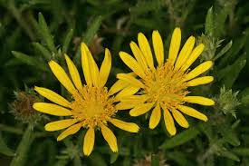 Image result for Hirpicium bechuanense