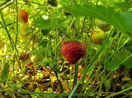 You would think that the thorns would be a nice. What S Eating My Strawberries 9 Possible Culprits The Practical Planter