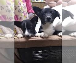 Maybe you would like to learn more about one of these? View Ad Border Collie Pembroke Welsh Corgi Mix Litter Of Puppies For Sale Near Colorado Greeley Usa Adn 179543