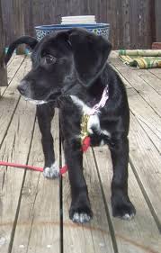 Beagle Lab Mix Puppy Black And White Black Lab Beagle Mix Johnnie The Lab Beagle Mix Puppies Daily Puppy Beagle Mix Puppies Lab Mix Puppies Beagle Puppy