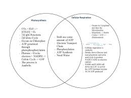 Questions are typically answered within 1 hour.* Energy Relationships 1 Photosynthesis Chloroplast Energy From The Sun Convert Inorganic Compounds To Organic Compounds 2 Respiration Mitochondria Ppt Download