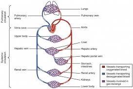 Your lower back (lumbar spine) is the anatomic region between your lowest rib and the upper part of the buttock. Structure Of Blood Circulation Of The Human Body